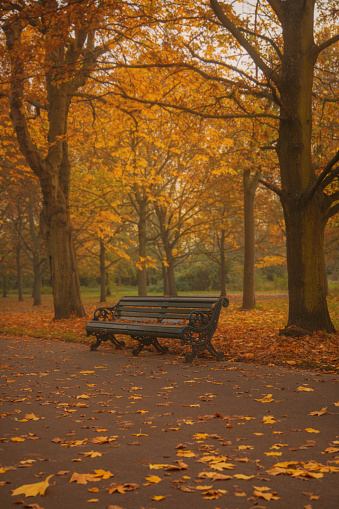 Lush, vibrant fall colors in Washington Park Arboretum in Seattle