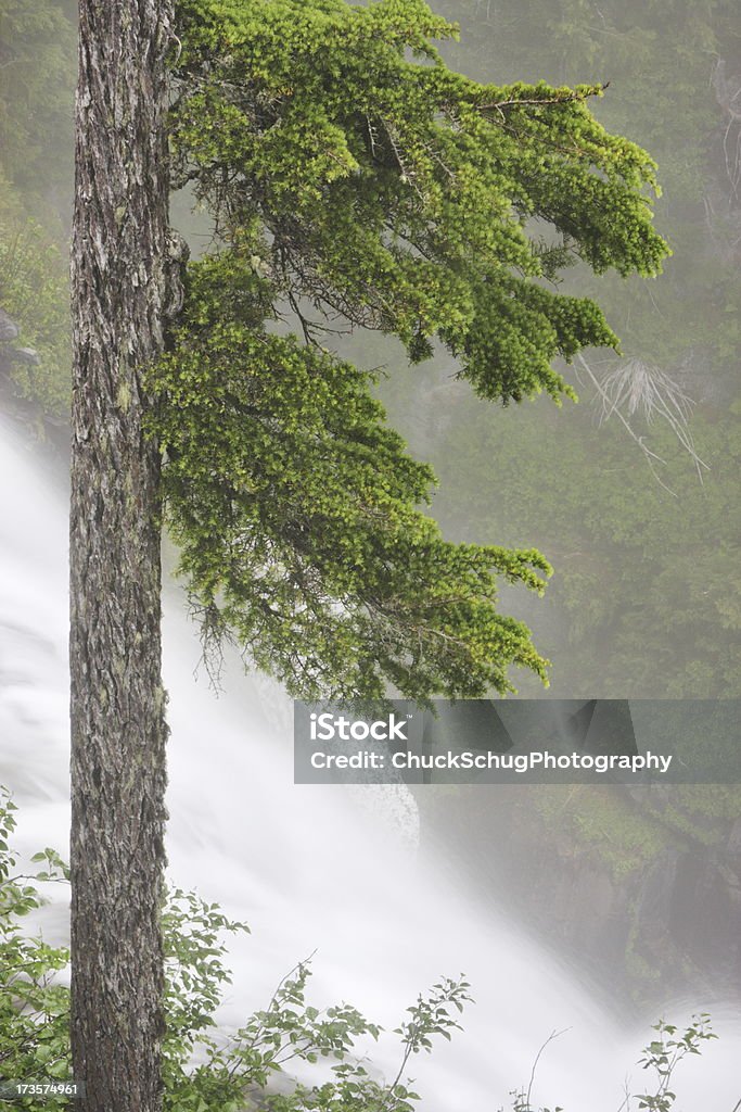 Floresta pluvial de nevoeiro Reserva Ecológica de floresta - Royalty-free Abeto de Douglas Foto de stock