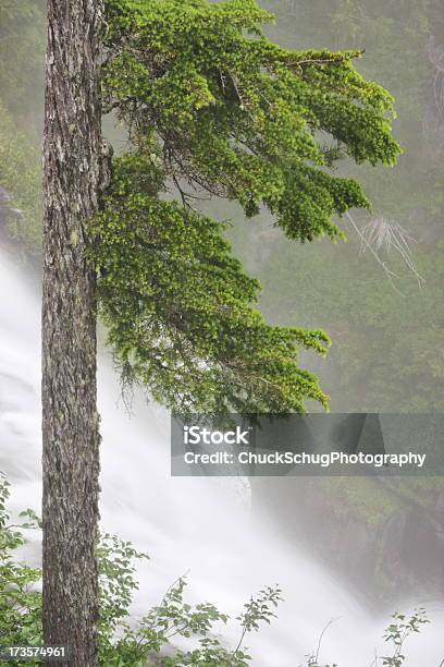Floresta Pluvial De Nevoeiro Reserva Ecológica De Floresta - Fotografias de stock e mais imagens de Abeto de Douglas