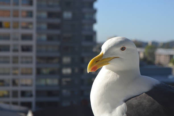 istock seagull in the city taking some sun 1735752005