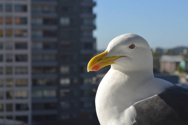 istock seagull in the city 1735752126