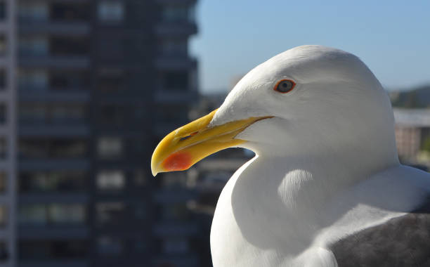 istock seagull in the city 1735752147