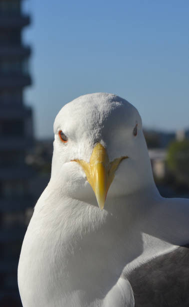 istock seagull in the city 1735752167