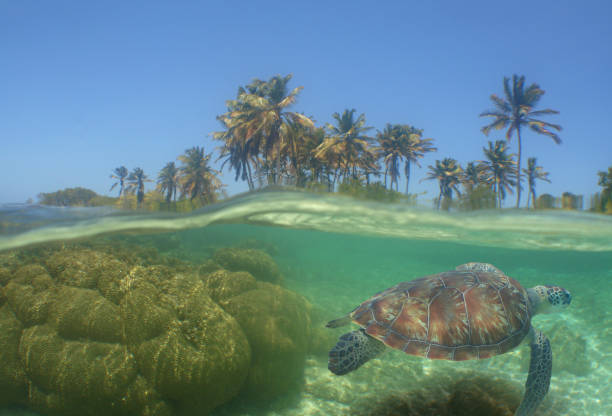 istock a green sea turtle swimming on a reef 1735752179