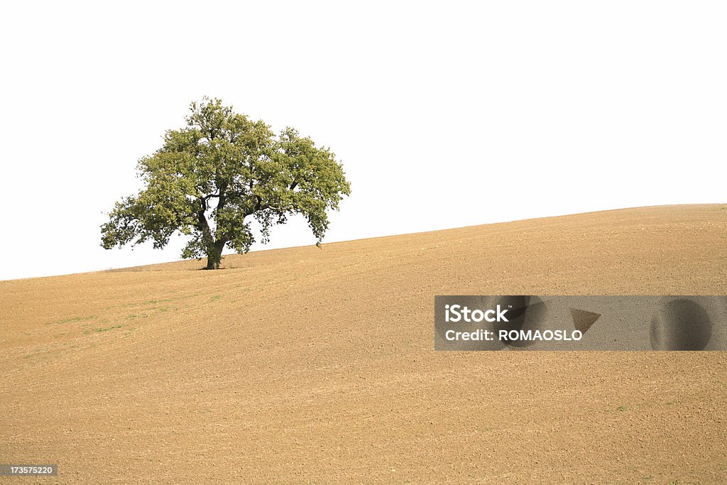 Lonely tree Aislado en blanco, Toscana, Italia - Foto de stock de Belleza de la naturaleza libre de derechos