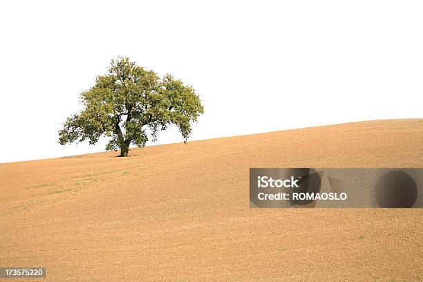 Lonely Tree Aislado En Blanco Toscana Italia Foto de stock y más banco de imágenes de Belleza de la naturaleza - Belleza de la naturaleza, Campo - Tierra cultivada, Color - Tipo de imagen