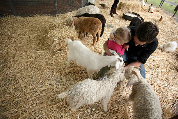 Goat Feeding Girl and her father feeding a baby goat petting zoo stock pictures, royalty-free photos & images