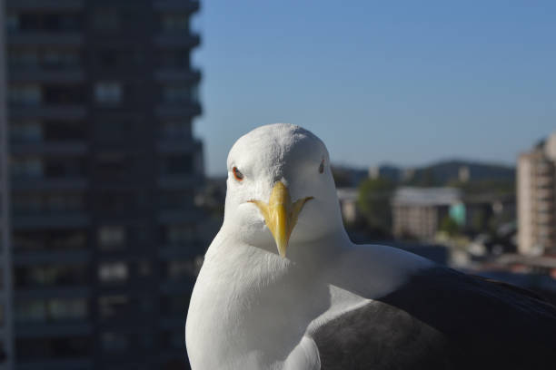 istock seagull in the city taking some sun in summer 1735752714