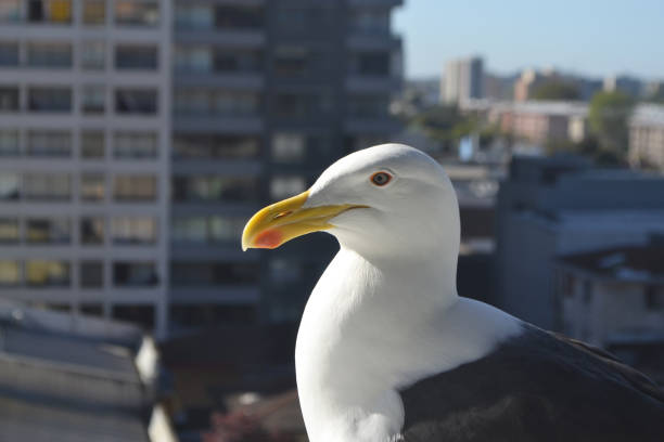 istock seagull in the city taking some sun 1735752734