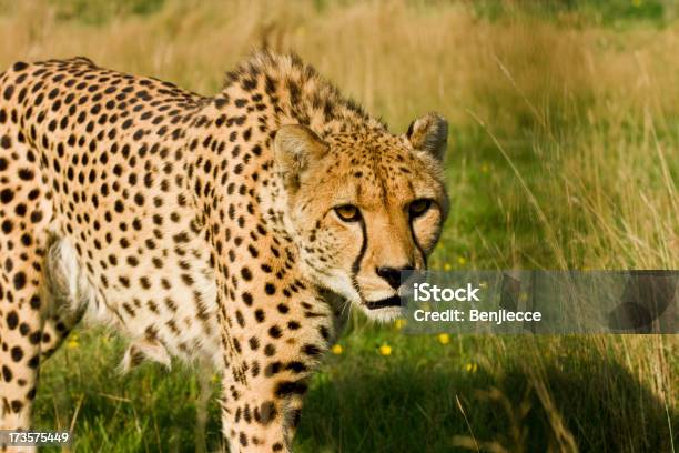 Prowling Cheetah Stock Photo - Download Image Now - Animal, Animals Hunting, Animals In The Wild
