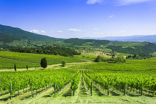 istock Country Vineyard in Tuscany 173575515