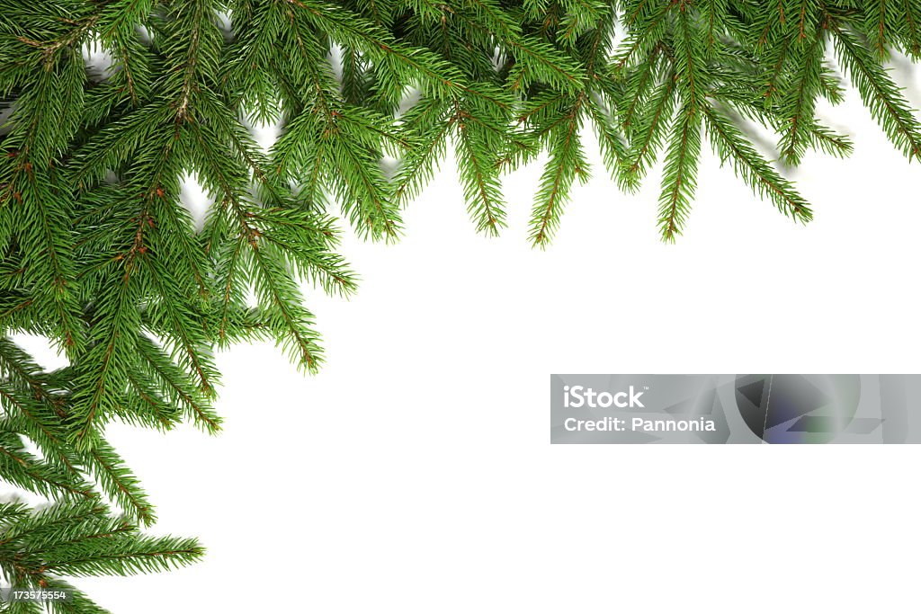 Pine Tree quadro - Foto de stock de Branco royalty-free