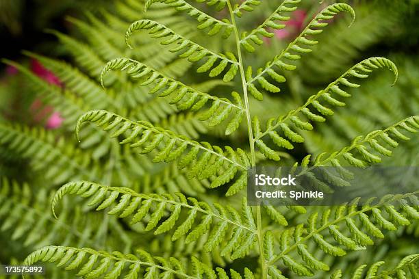 Foto de Longe e mais fotos de stock de Bosque - Floresta - Bosque - Floresta, Botânica - Assunto, Canteiro de Flores