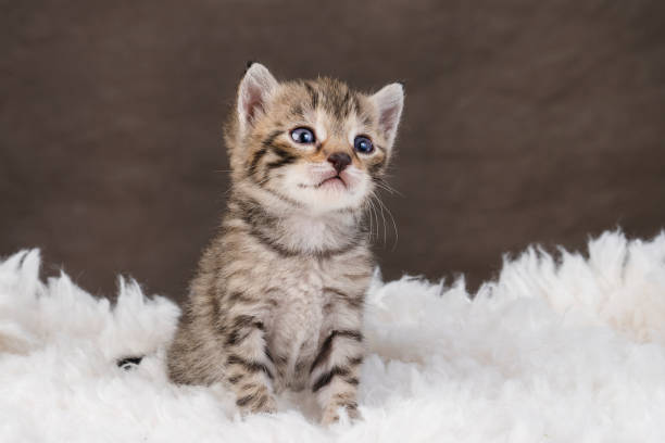 Pet Health Insurance.Caring for Your Cat.Regular tooth and nail care cat .Beautiful cat posing on a brown background.funny pet playing.Little cute kitten sitting on a soft cat's shelf of a cat's house.Health Concerns for.Copy space. hermoso gato posando sobre un fondo marrón. pequeño gatito lindo sentado en el estante de un gato suave de la casa de un gato. problemas de salud para cats.fun y mascotas desafiantes.seguro de salud para mascotas.cuidado regular de dientes y uñas para g