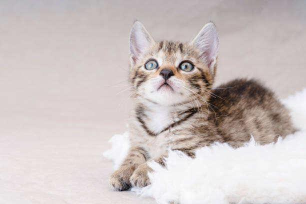 Pet Health Insurance.Caring for Your Cat.Regular tooth and nail care cat .Beautiful cat posing on a gray background.funny pet playing.Little cute kitten sitting on a soft cat's shelf of a cat's house.Health Concerns for.Copy space. hermoso gato posando sobre un fondo gris. pequeño gatito lindo sentado en el estante de un gato suave de la casa de un gato. problemas de salud para cats.fun y mascotas desafiantes.seguro de salud para mascotas.cuidado regular de dientes y uñas para gato
