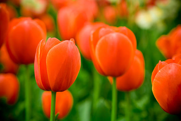 beautiful tulips - orange with yellow edge stock photo