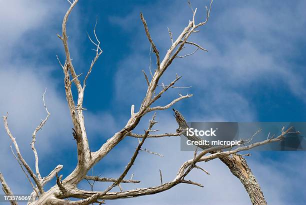 Árvores Mortas - Fotografias de stock e mais imagens de Ao Ar Livre - Ao Ar Livre, Azul, Branco