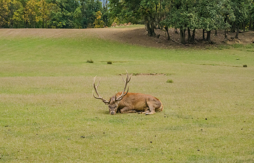 Picture of a deer lying down on the grass. Rests on an autumn day. Czech. High quality photo