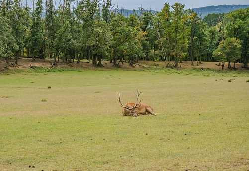 Picture of a deer lying down on the grass. Rests on an autumn day. Czech. High quality photo