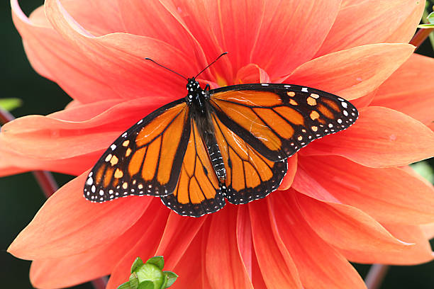 butterfly on dahlia stock photo