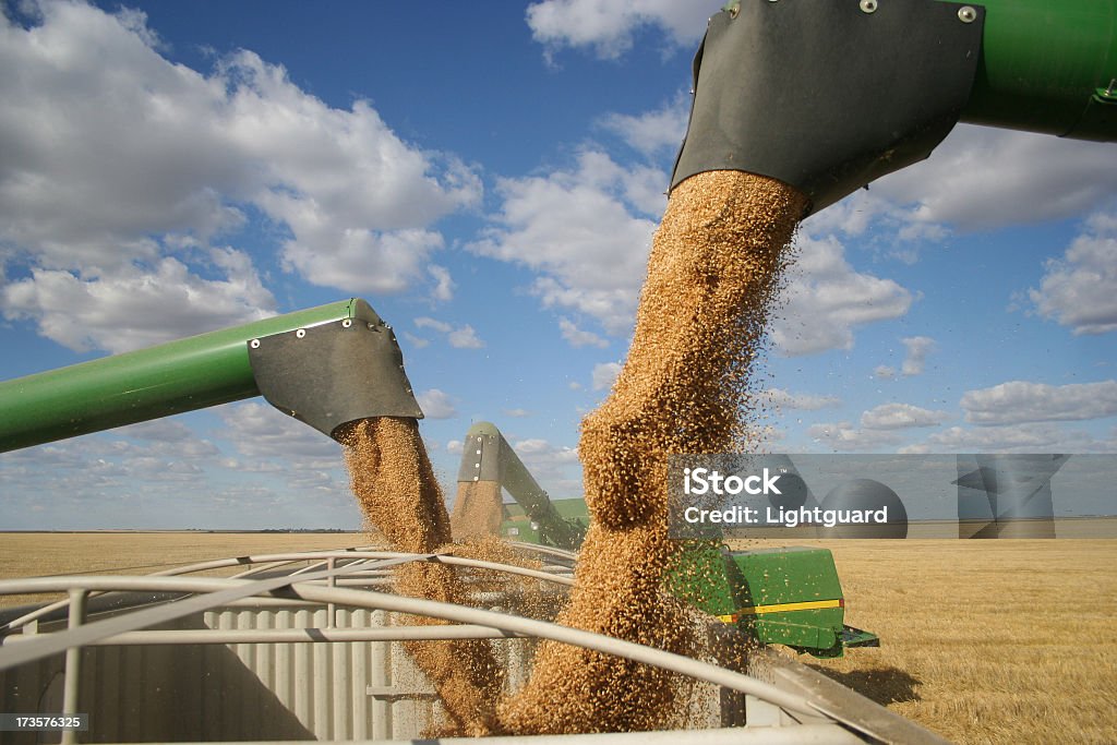 Grano tres combina Verter en un camión embudo en harvest - Foto de stock de Grano - Planta libre de derechos