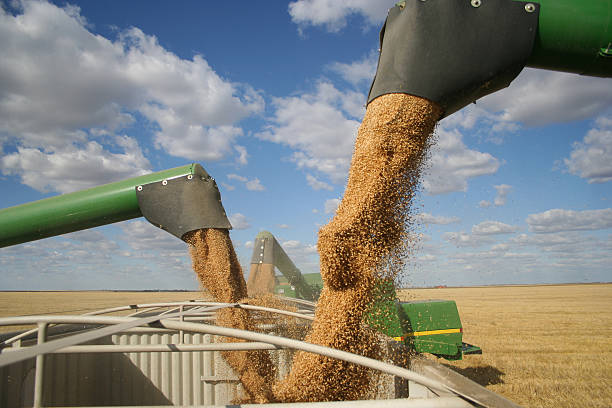 Three combines pour grain into one truck hopper at harvest Three combine augers pour a bounty of grain into a truck hopper during a warm Saskatchewan harvest. The sky is a beautiful blue, littered with white fluffy clouds. The kernels of grain are flying out of the auger, and the harvested field is seen in the background. cereal plant stock pictures, royalty-free photos & images