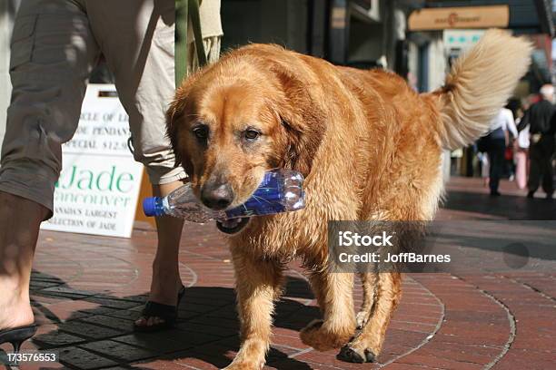 Cane A Fare Una Passeggiata - Fotografie stock e altre immagini di Adulto - Adulto, Animale, Animale da riporto