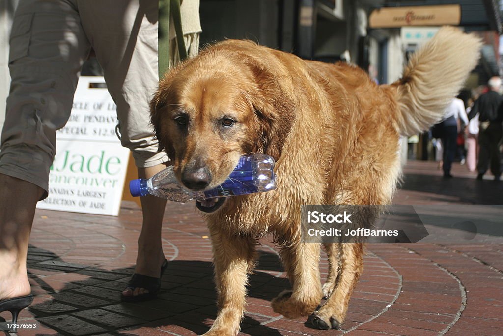 Cão em uma caminhada - Foto de stock de Adulto royalty-free