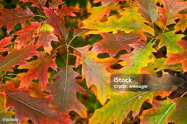 Foglie Di Quercia - Fotografie stock e altre immagini di Ambientazione esterna - Ambientazione esterna, Arancione, Autunno