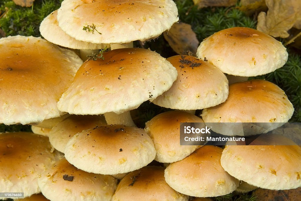 Wood Fungus (Hypholoma sublateritium) Hypholoma sublateritium (Fr.) Quél. Syn. Naemateloma sublateritium (Fr.) Kar. Ziegelroter Schwefelkopf Hypholome presque brique Bricks Caps. Cap 3–10cm across, convex, brick red to reddish-brown at centre on ochraceous ground often with fibrillose remnants of veil towards margin. Stem 50–180 x 5–12mm, pale yellow near the apex becoming ochre brown towards the base, and with a cortinal zone near the apex. Flesh pale yellowish, reddish-brown towards stem base. Taste bitter, smell mushroomy. Gills pale yellowish becoming olive-brown. Spore print purplish-brown. Habitat stumps of deciduous trees. Season autumn. Occasional. Not edible.  Autumn Stock Photo