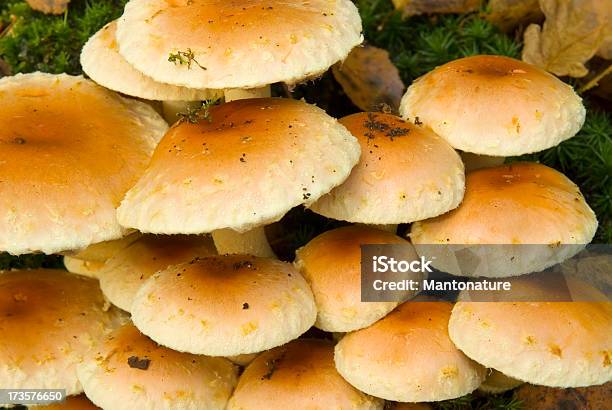 Wood Fungus Stock Photo - Download Image Now - Autumn, Backgrounds, Close-up