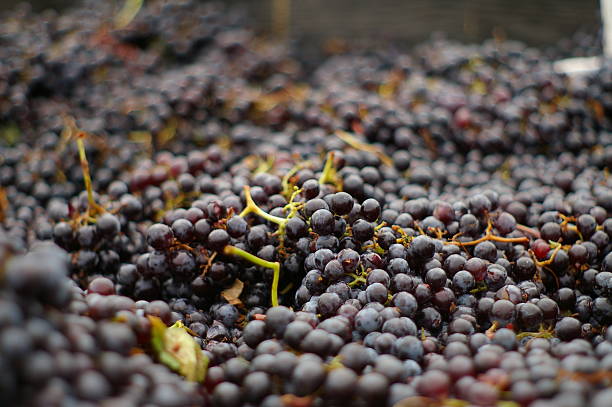 merlot weintrauben - winery washington state grape organization stock-fotos und bilder