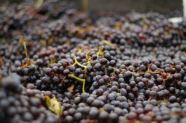 Uvas Merlot - foto de acervo