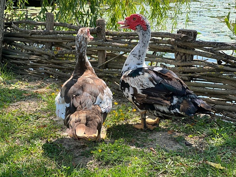 Muscovy ducks walking near pond in the farm.
