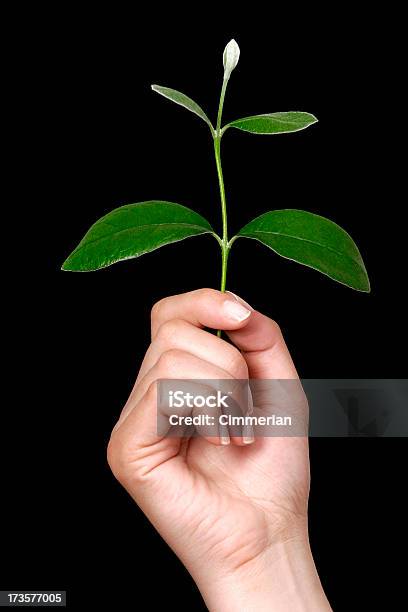 Foto de Crescimento Pessoal e mais fotos de stock de Agricultura - Agricultura, Amor, Botão - Estágio de flora