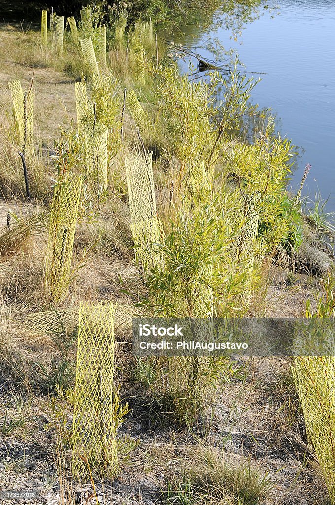 Manzanilla replanted am Flussufer in Oregon - Lizenzfrei Fließendes Gewässer Stock-Foto