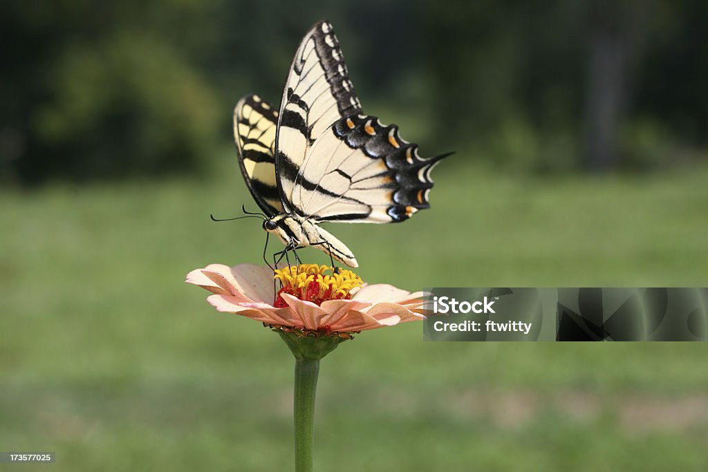 Borboleta em flores silvestres 4 laranja - Foto de stock de Borboleta royalty-free