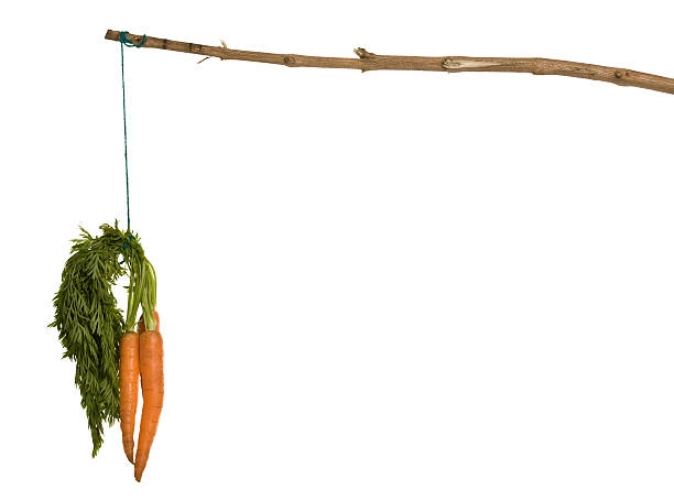 pendre une carotte - stick dangling a carrot carrot motivation photos et images de collection