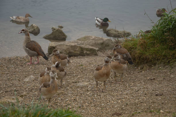 istock Nile geese on a lake with goslings 1735772509