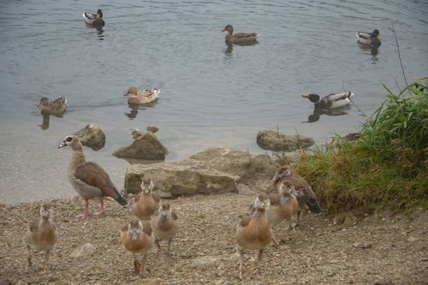 istock Nile geese on a lake with goslings 1735772526