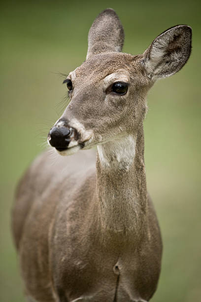 Doe - foto de acervo