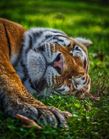 An Amur tiger sleeping