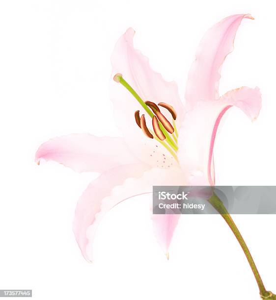 닿음 아이리스입니다 꽃-식물에 대한 스톡 사진 및 기타 이미지 - 꽃-식물, 단일 이미지, 백합