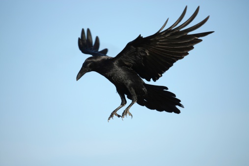 Crow Landing