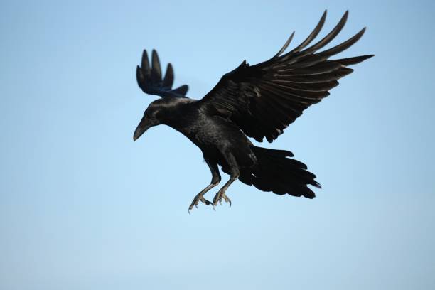Crow Landing Crow descending.Motion blur on wings.Click for more birds. ravens and crows pics stock pictures, royalty-free photos & images