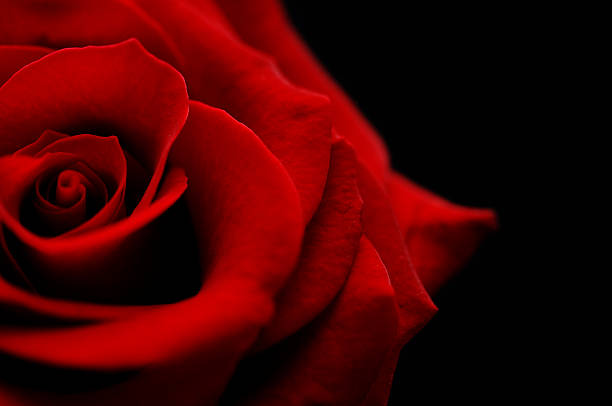 flower, red rose bud against black