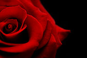 istock flower, red rose bud against black 173577654
