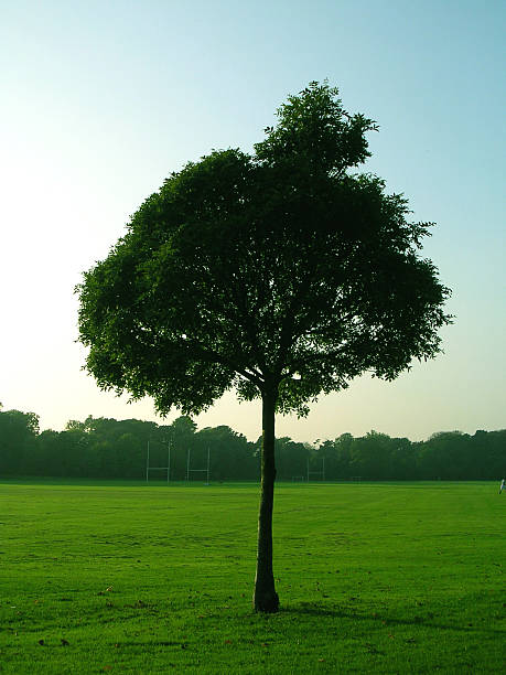 Single tree – Foto