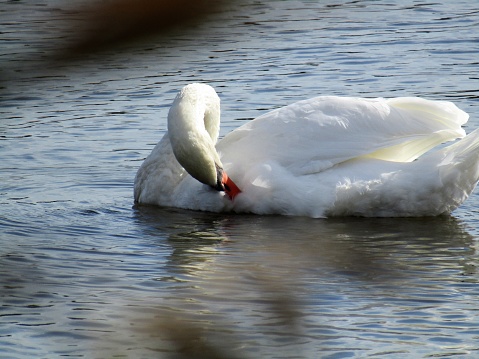 A beautiful White swan swimming and looking for food under water in the lake