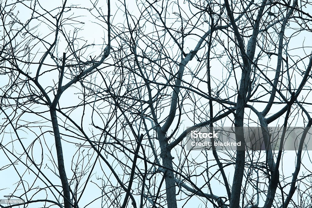 Branches Branches silhouette against winter sky.Similar images - Back Lit Stock Photo